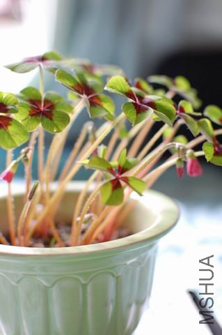 ������С ��ת DSC_0002.JPG