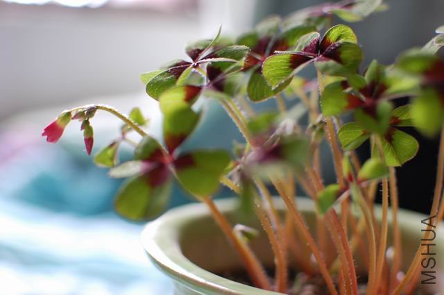 ������С DSC_0016.JPG