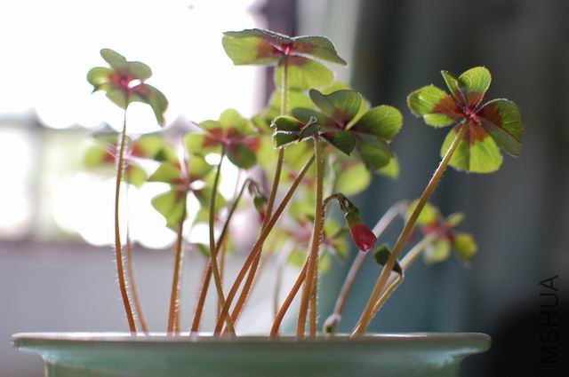 ������С DSC_0011.JPG