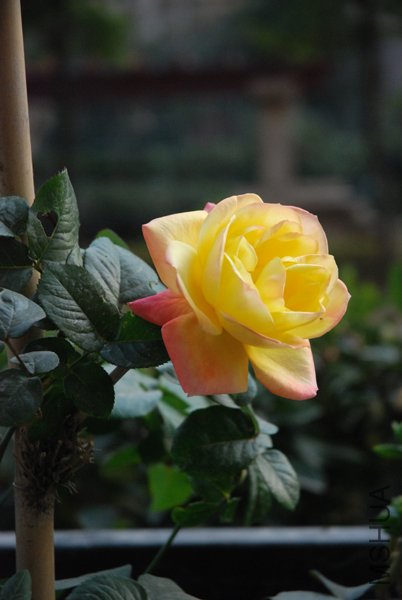 ����2010��.jpg