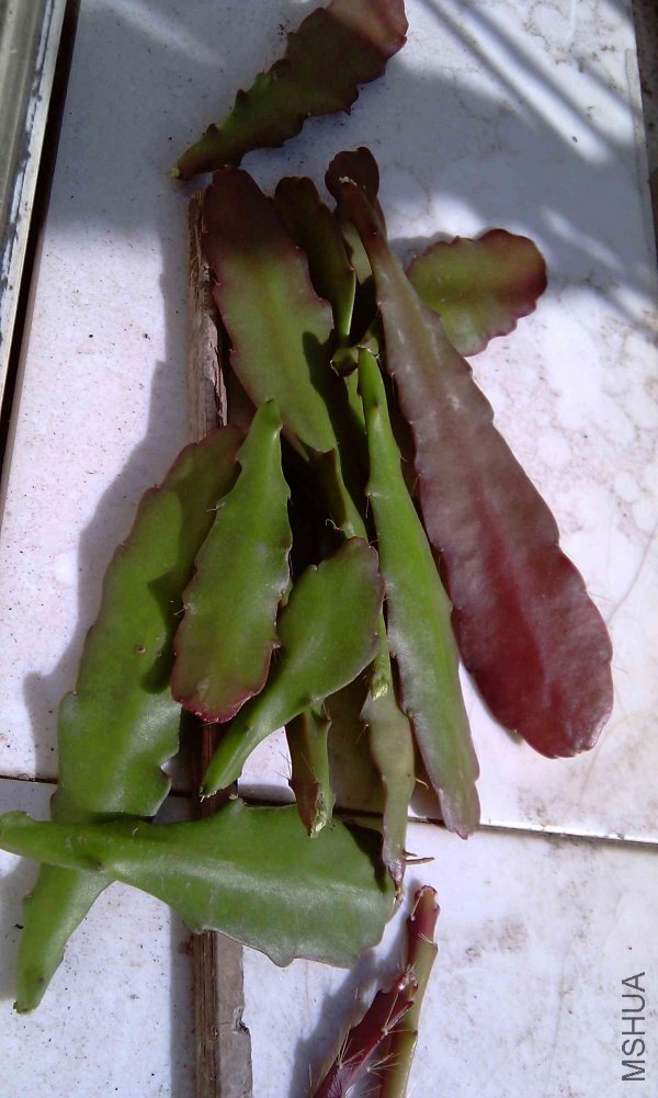IMAG0049.jpg