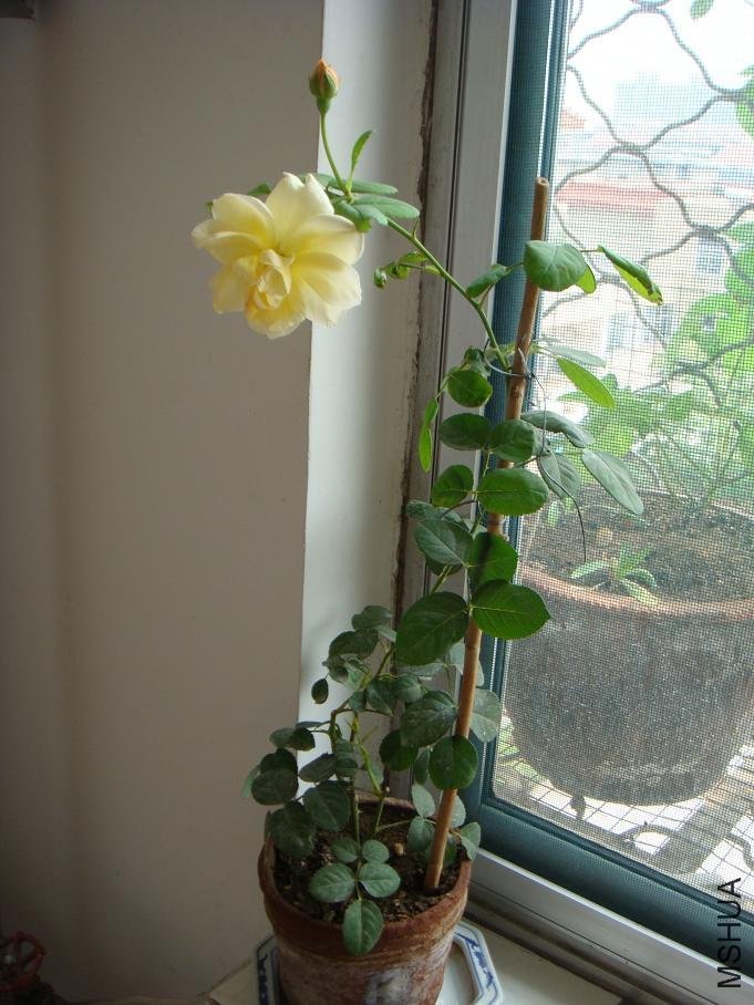 DSC01480.JPG