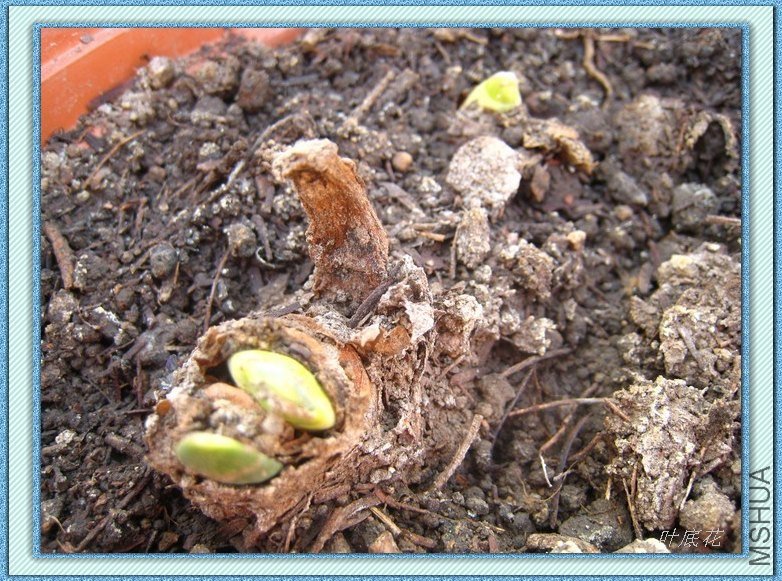 12��3�ţ�����һ��ѿ��