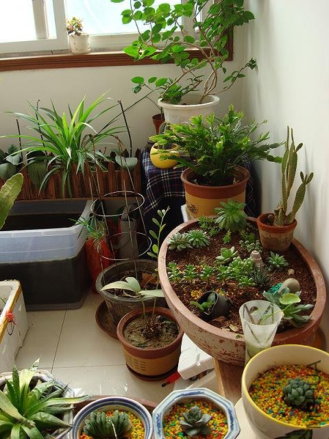 DSC07087.JPG