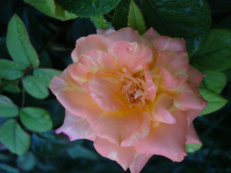 DSC08305.JPG