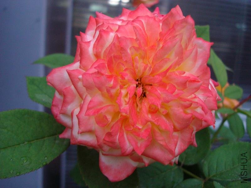 DSC08292.JPG