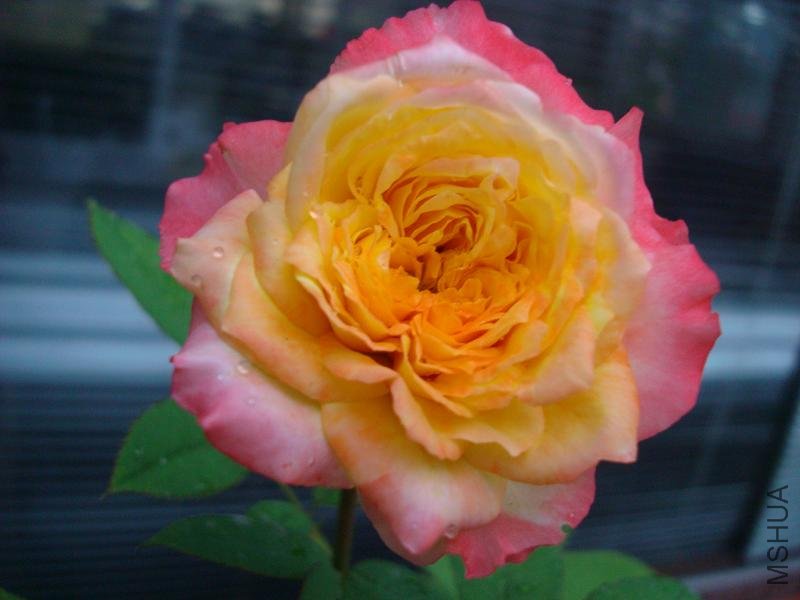DSC08293.JPG