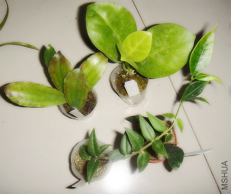 DSC04892.JPG