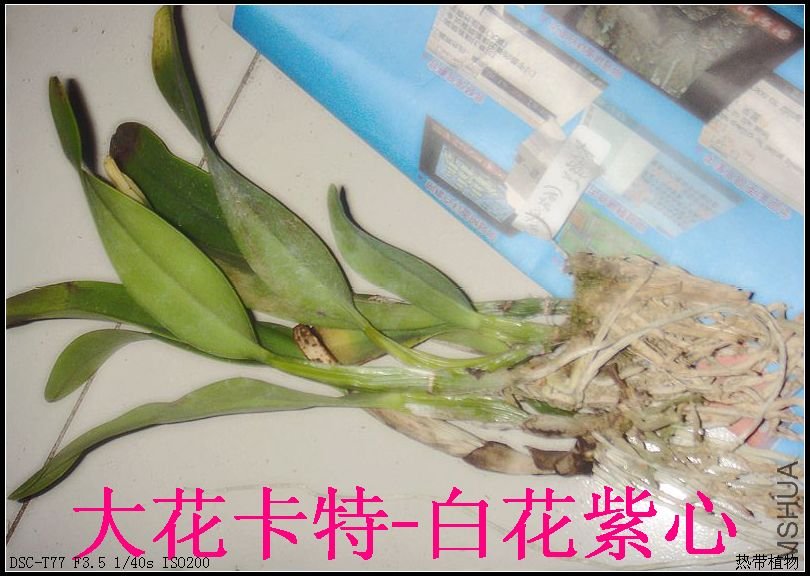 DSC04878.JPG