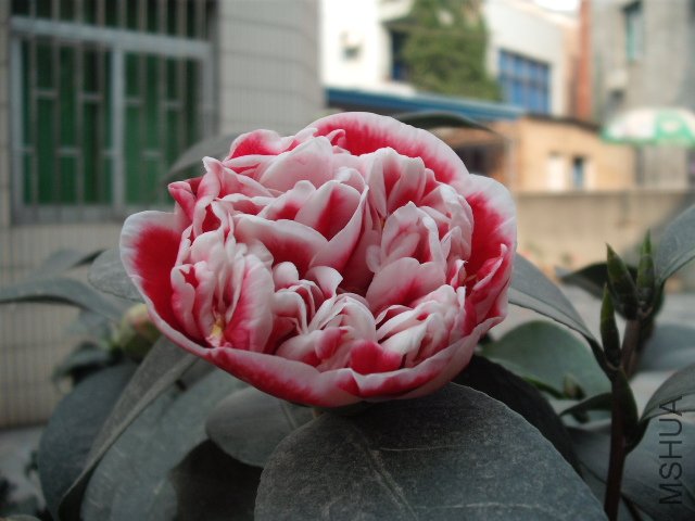 ��Ƭ 3069.jpg