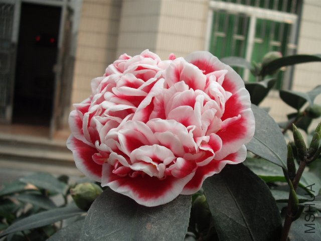 ��Ƭ 3071.jpg