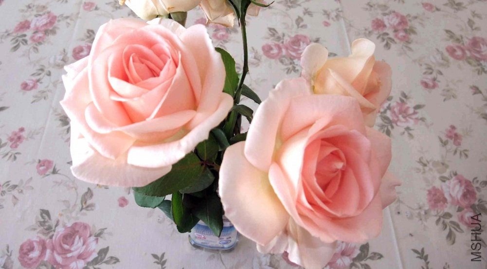 DSCF2385.jpg