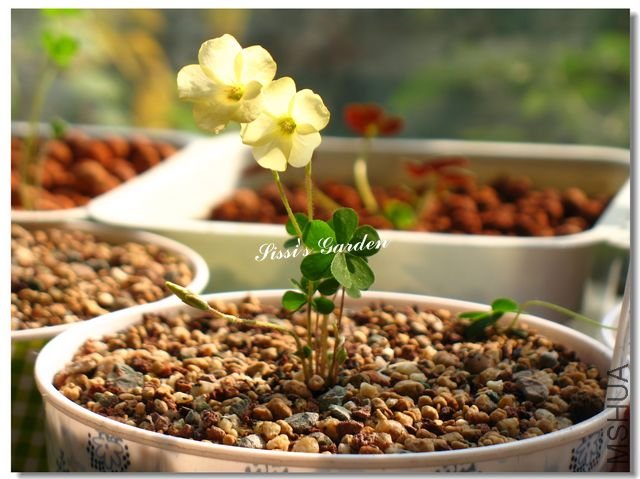 nEO_IMG_101113 013.jpg