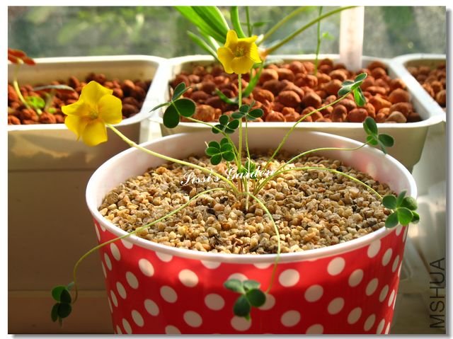 nEO_IMG_101113 022.jpg