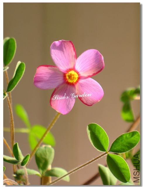 nEO_IMG_101113 026.jpg