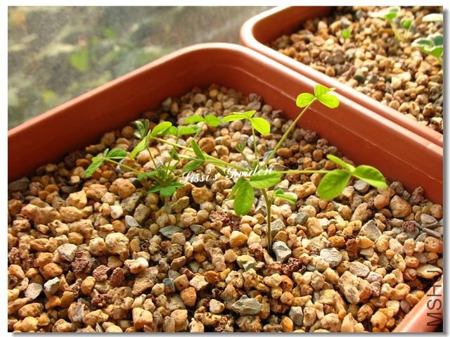 nEO_IMG_101113 034.jpg