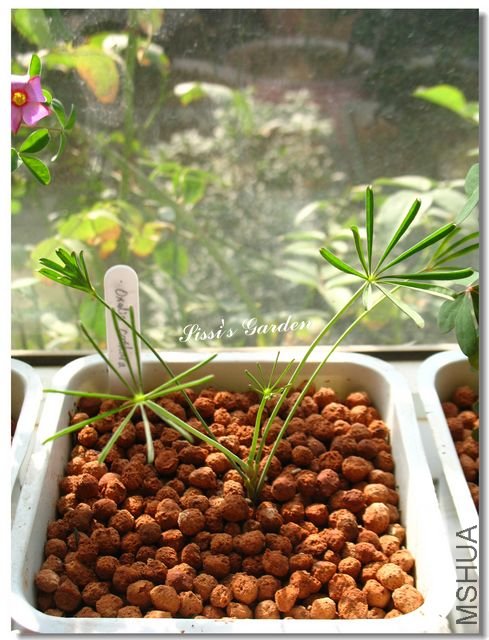 nEO_IMG_101113 079.jpg