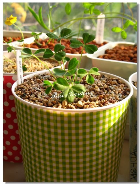 nEO_IMG_101113 039.jpg