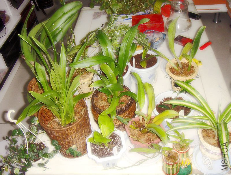 DSC04973.JPG