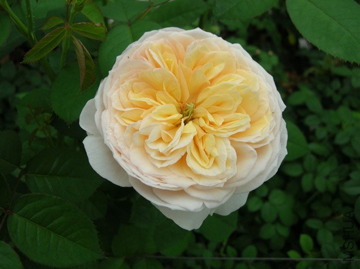 Quartered rose-2.jpg