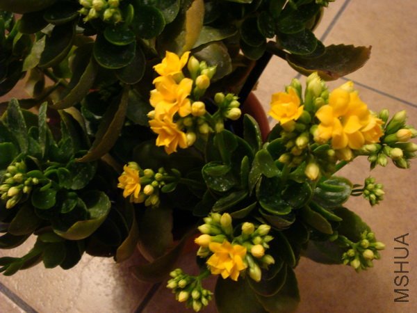 DSC00990.jpg