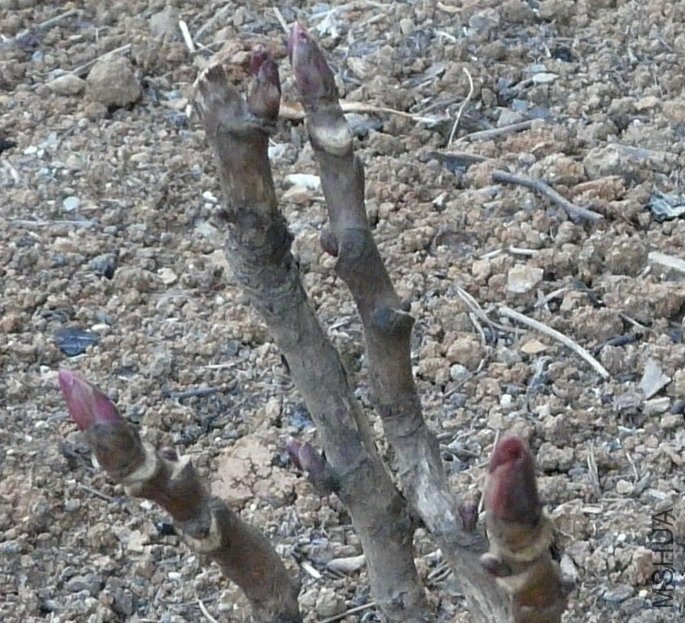 P1040859.1.jpg