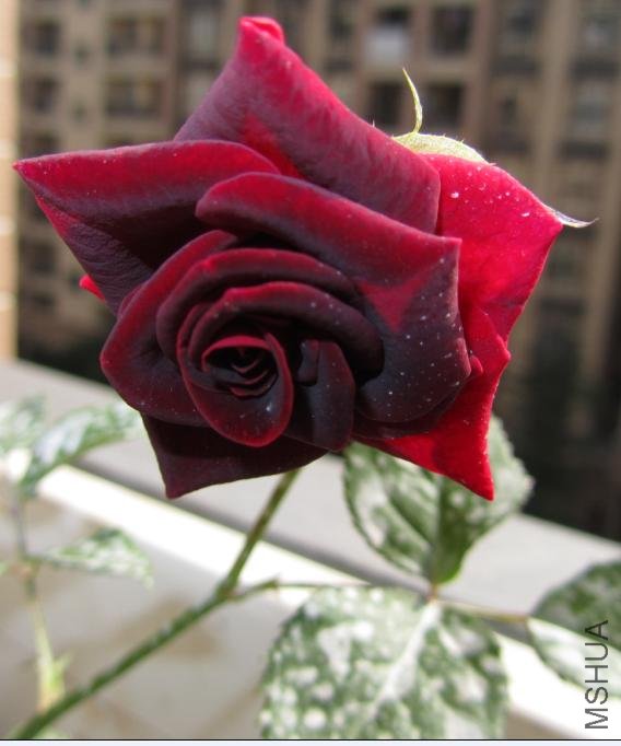 ���Ÿ����