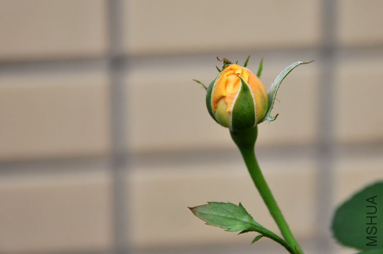 DSC_7963.JPG