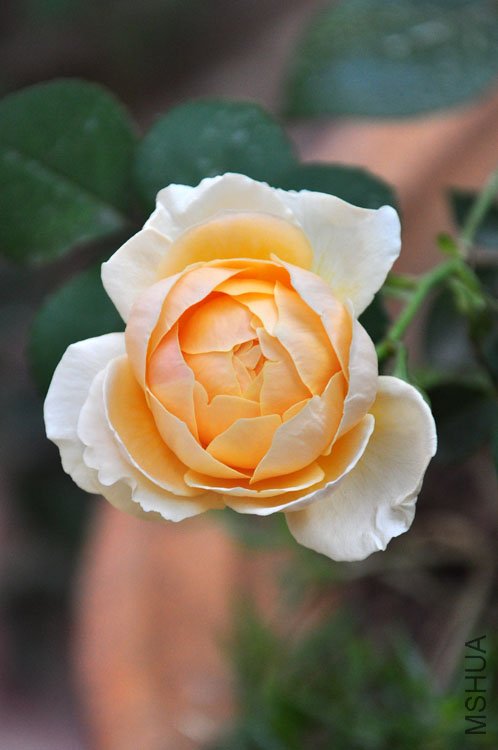 DSC_8213.JPG