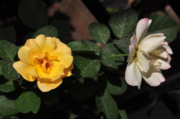 DSC_8231.jpg