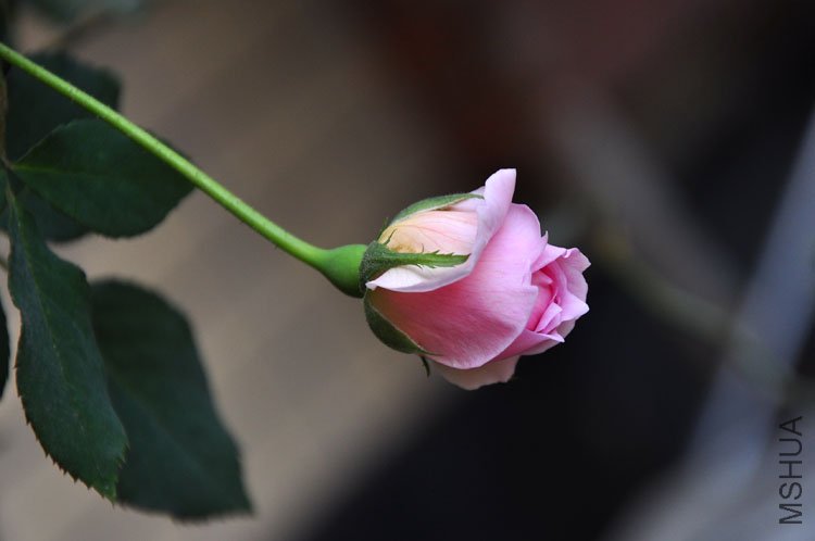DSC_8238.JPG