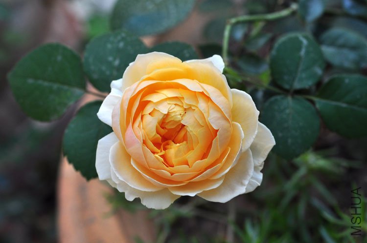 DSC_8247.JPG