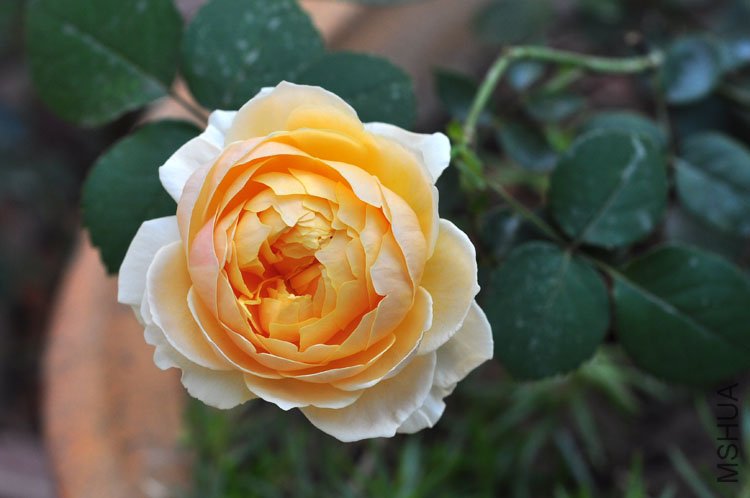 DSC_8246.JPG