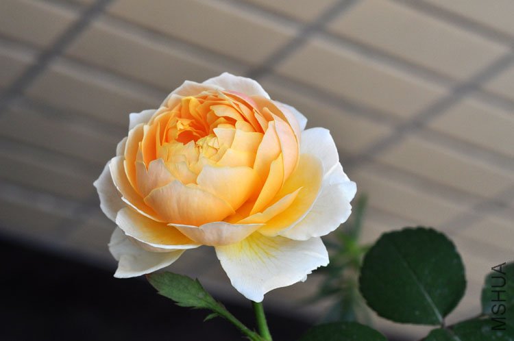 DSC_8248.JPG