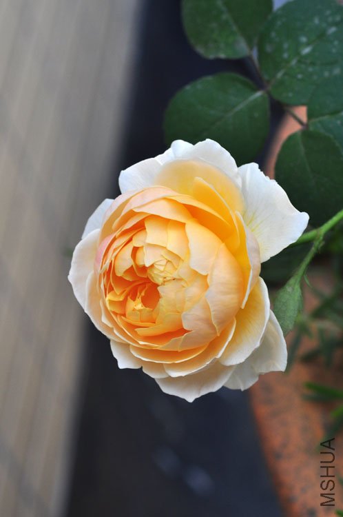 DSC_8249.JPG