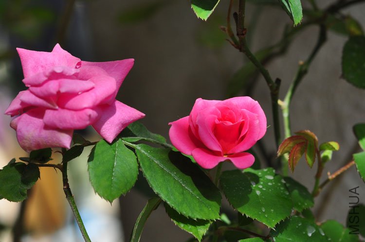 DSC_8254.JPG