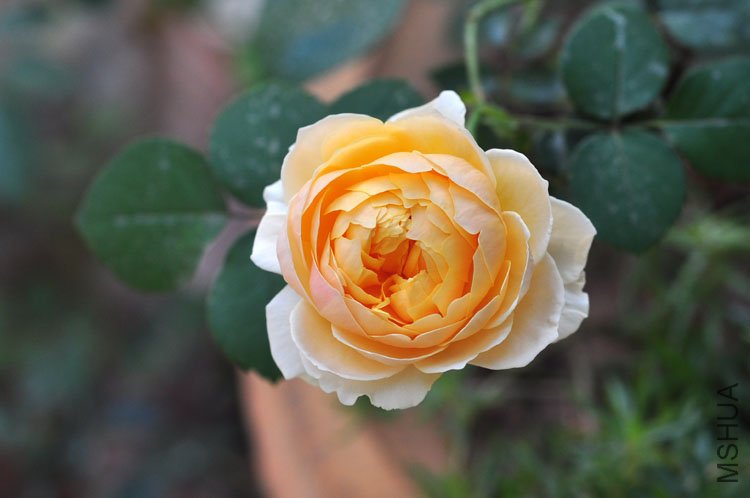 DSC_8266.JPG