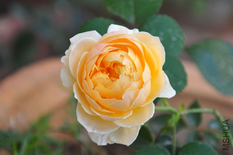 DSC_8235.JPG
