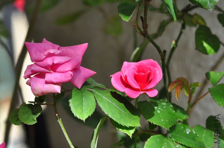 DSC_8259.JPG