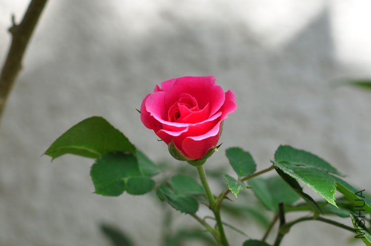 DSC_8260.JPG