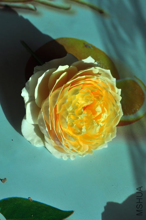 DSC_8279.JPG