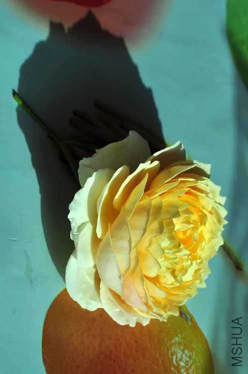 DSC_8278.JPG