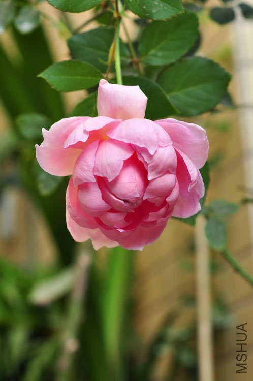 DSC_8281.JPG