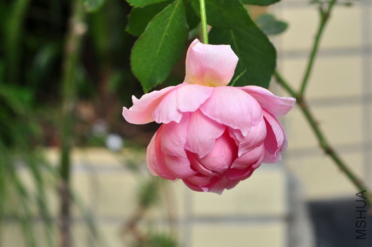 DSC_8282.JPG