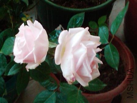 2010-12-08 07.32.26.jpg