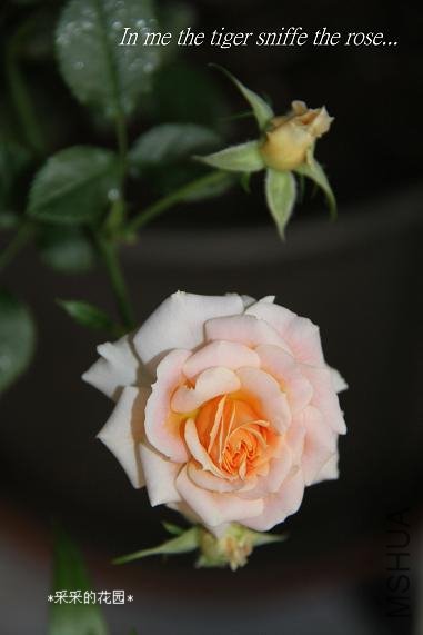 ΢ŷ÷Ůʿ2010112601.jpg