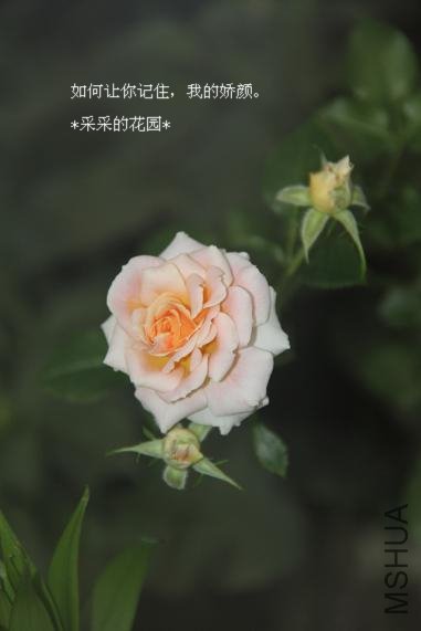 ΢ŷ÷Ůʿ2010112603.jpg