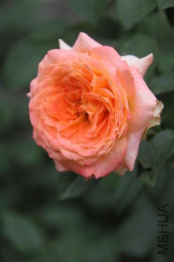 IMG_2521.jpg