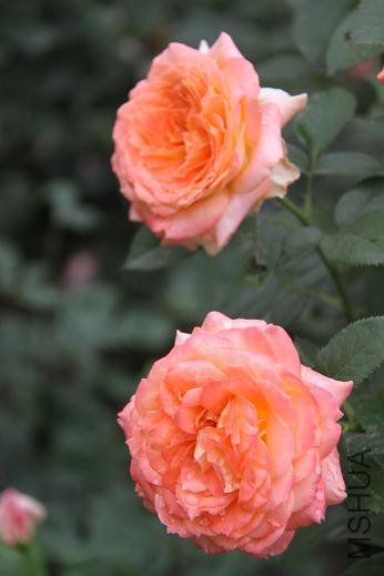 IMG_2523.jpg