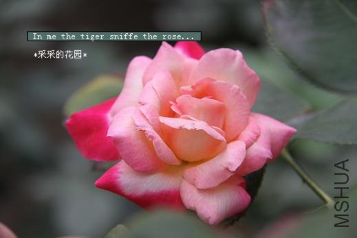 ���ţ�׿Խ��Touch of class.JPG